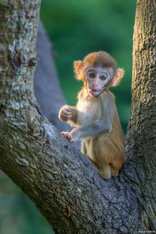 猴好玩手机版下载violentmonkey暴力猴