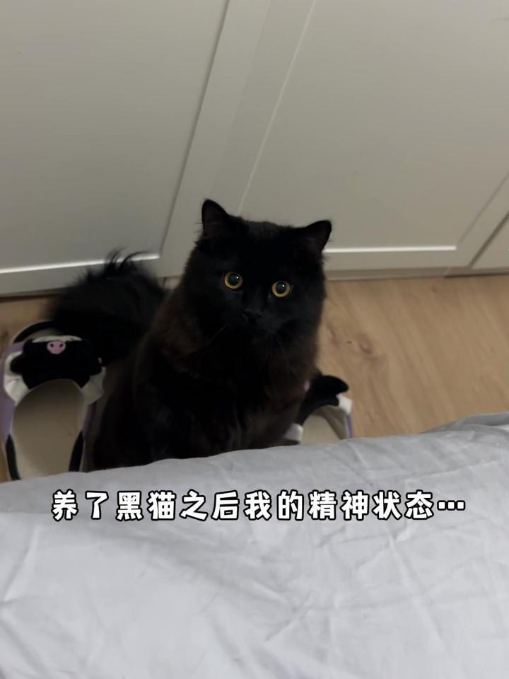 黑猫魔法师手机版小魔女帕妃黑猫魔法店物语遊戲下載