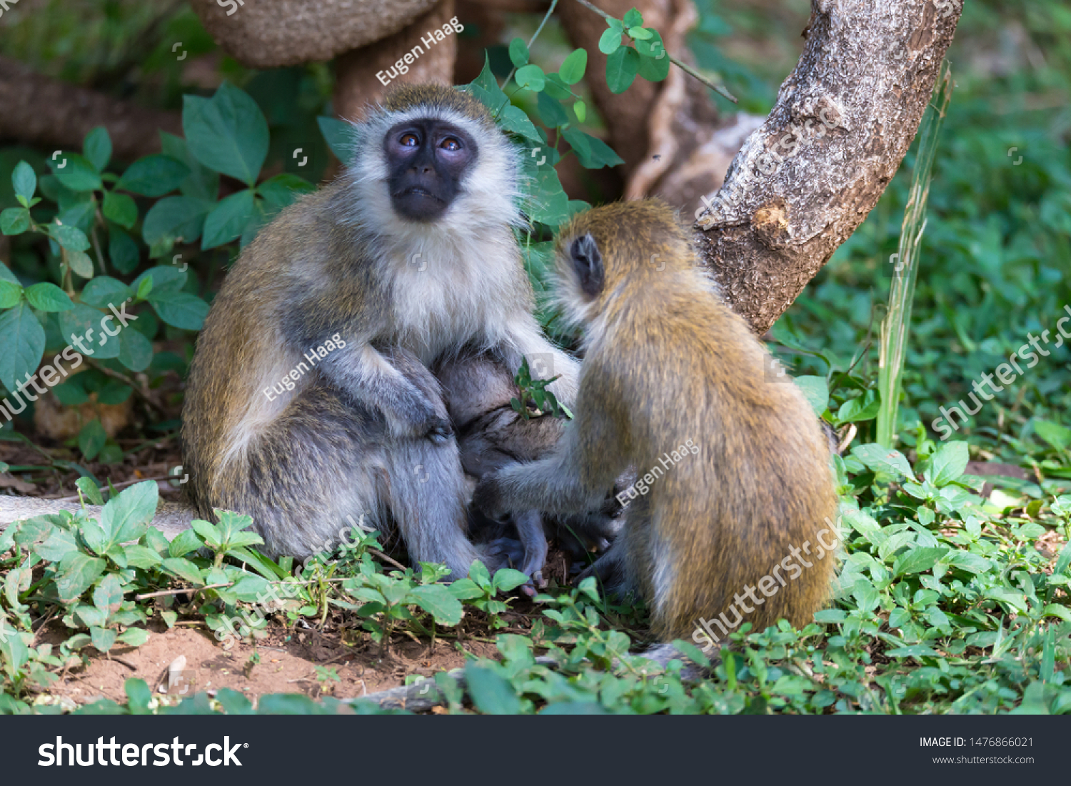 monkey苹果版(monkey苹果下载)-第2张图片-QuickQ官网 monkey苹果版(monkey苹果下载)-第2张图片-QuickQ官网