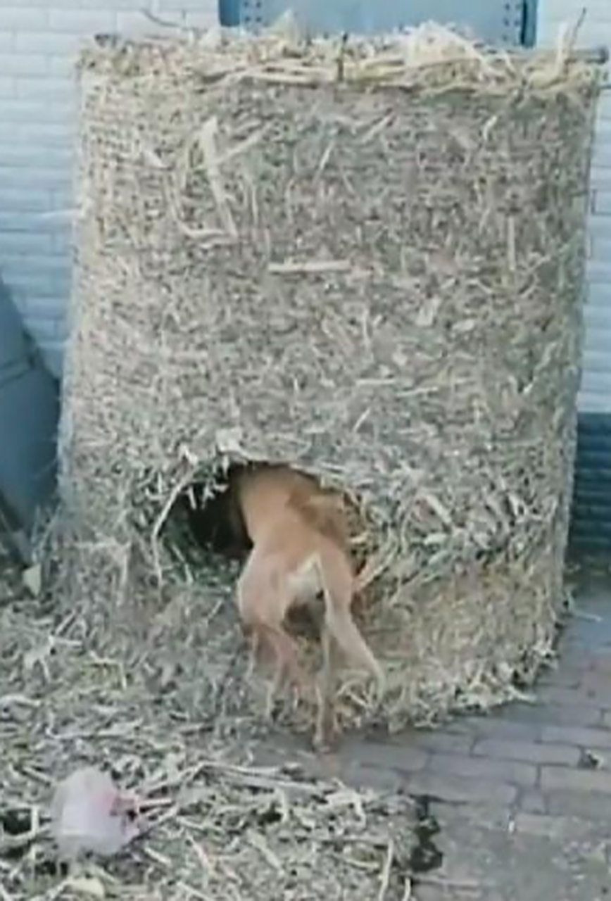 狗窝游戏盒手机版(狗窝app是真的吗)-第5张图片-QuickQ官网