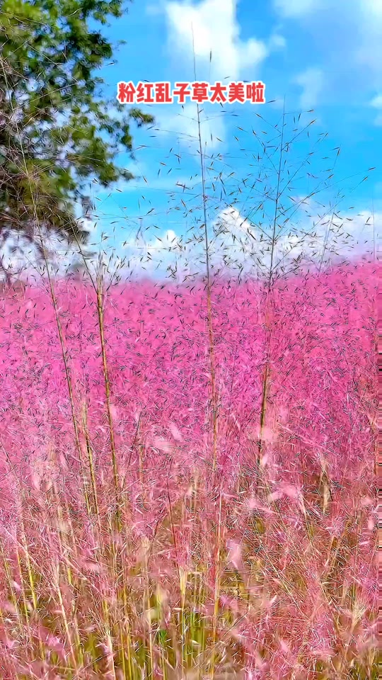 手机多多电脑版(多多市场pc端手机版下载)-第1张图片-QuickQ官网