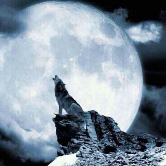 银月苍狼安卓直装版下载(银月苍狼精灵)