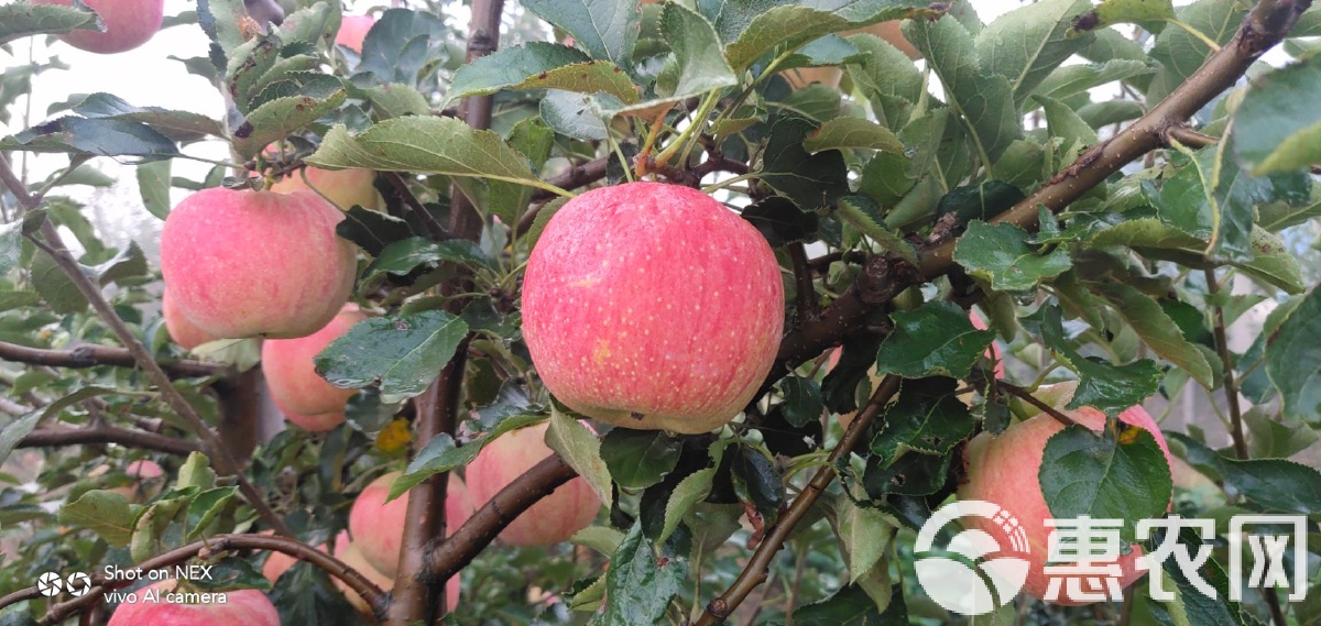 苹果荷兰版(荷兰苹果手机)