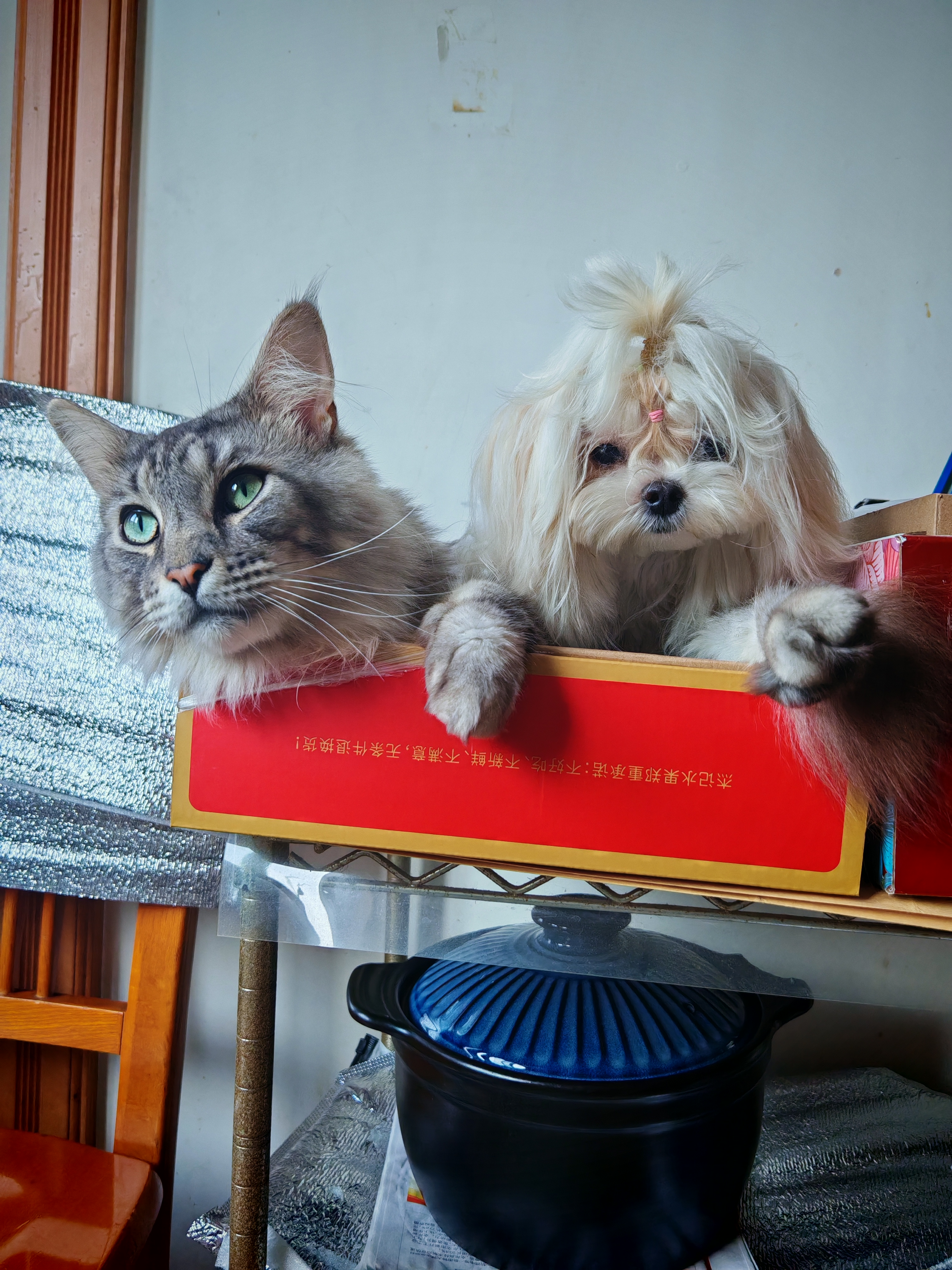 狗版猫版苹果香(苹果猫狗恋爱下载)-第5张图片-QuickQ官网