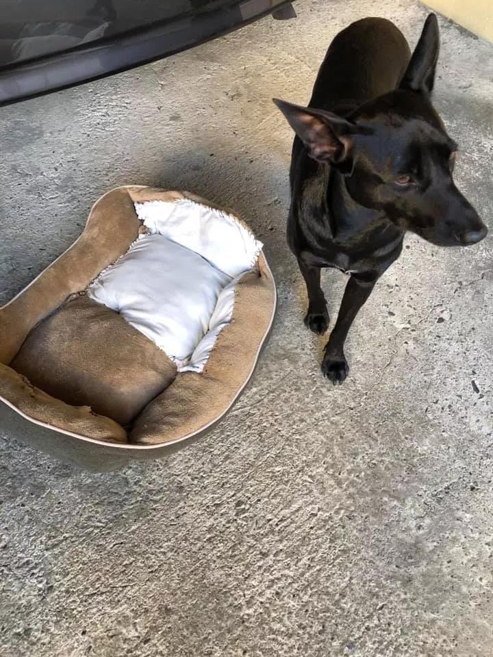 狗窝游戏盒手机版(狗窝app是真的吗)